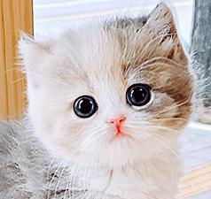 e2.gif