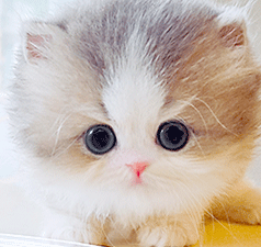 m2.gif
