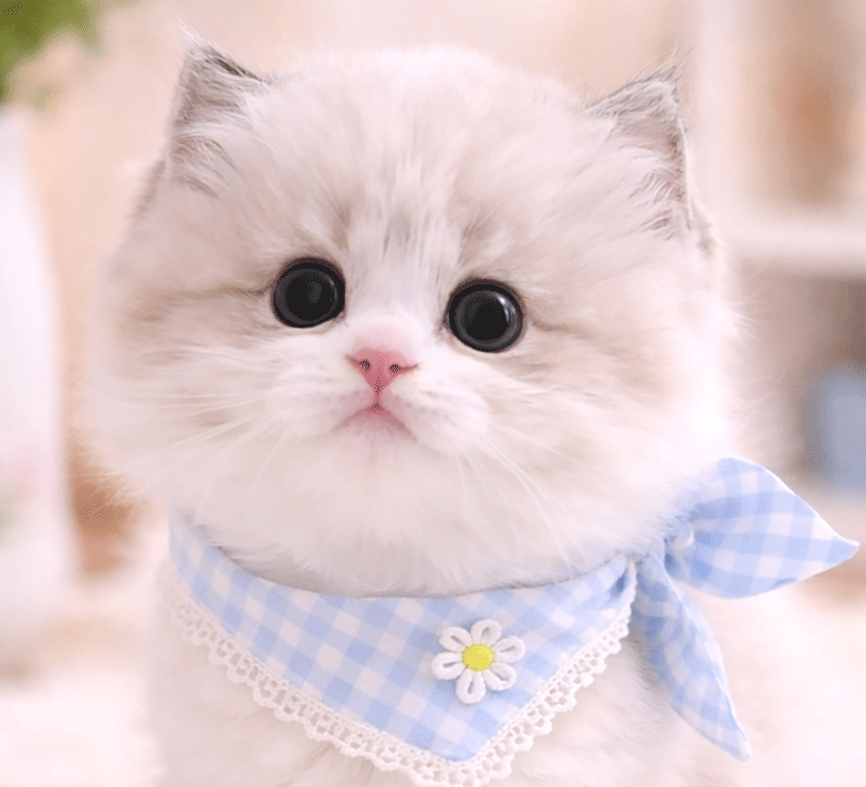 rm2.gif